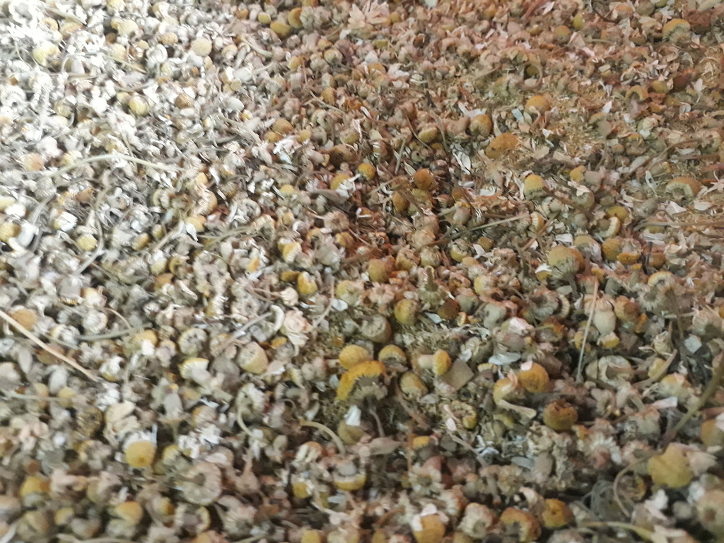 Manzanilla