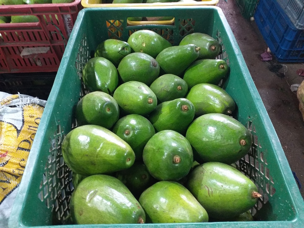 Aguacate tipo papelillo