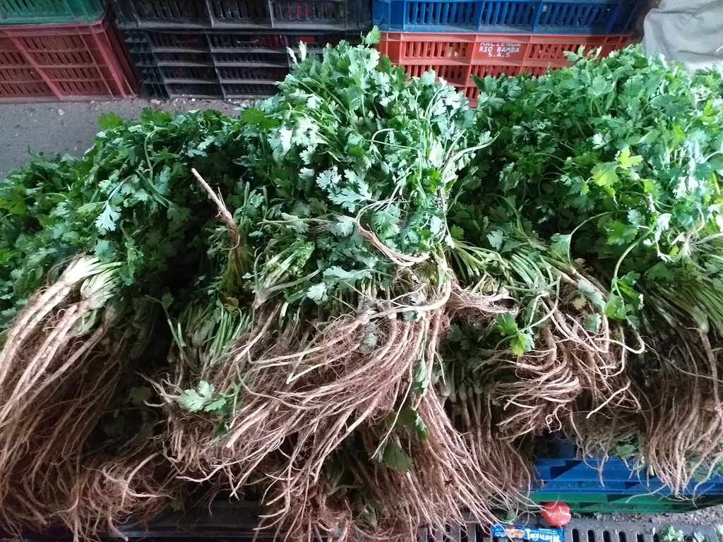Cilantro