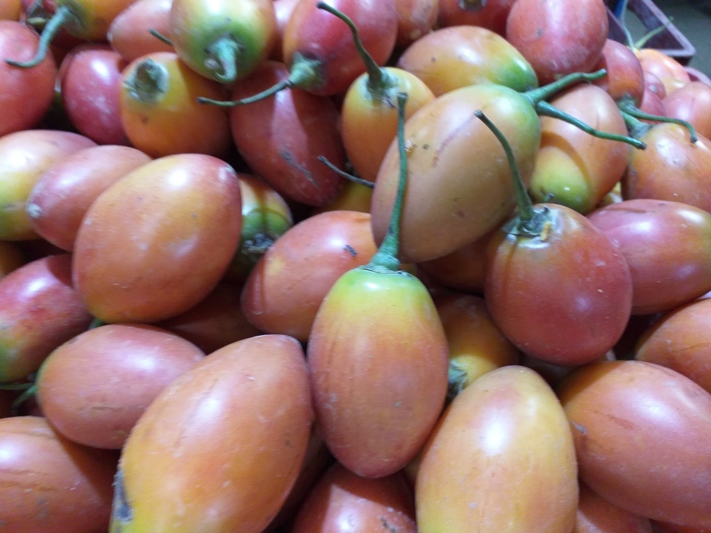 Tomate de arbol grueso