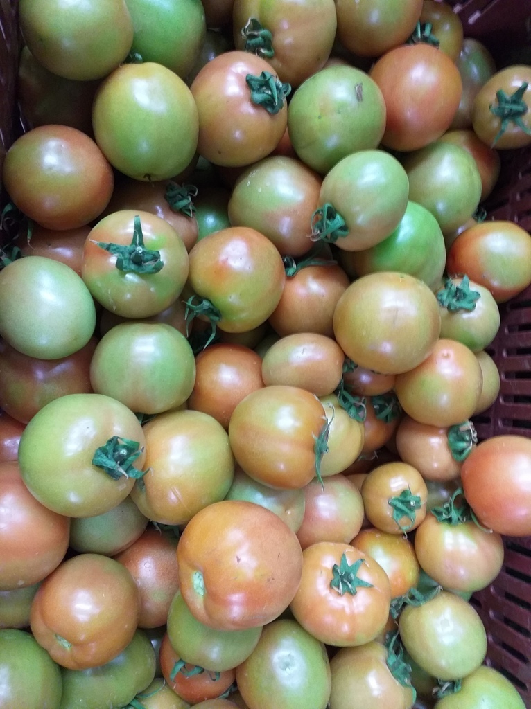 Tomate