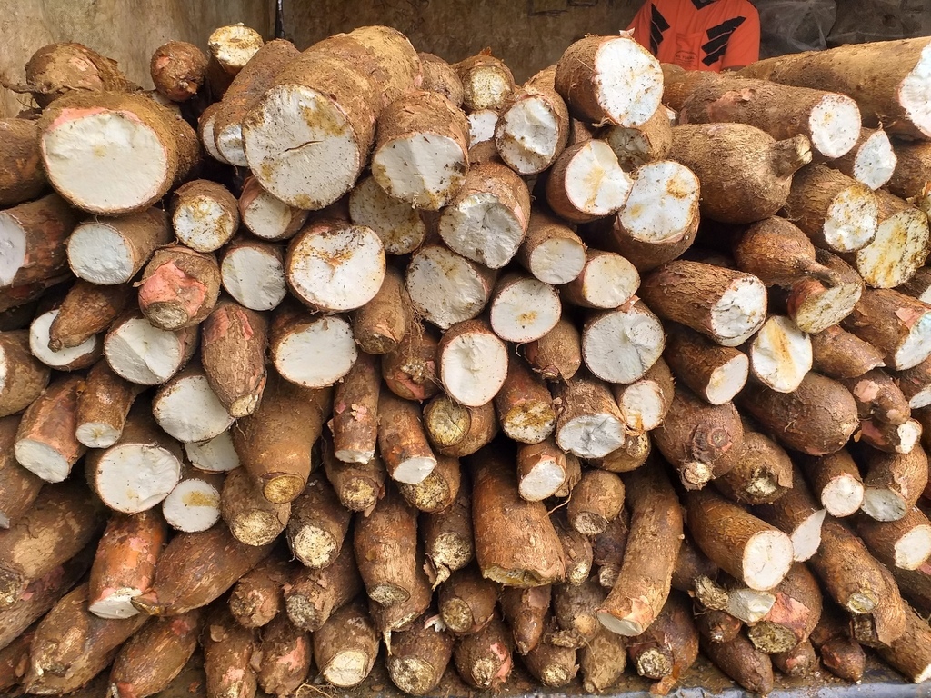 Yuca suelta