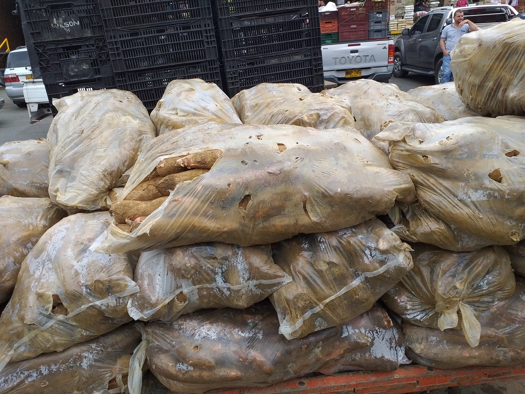 Yuca cuero sapo × 28 kg