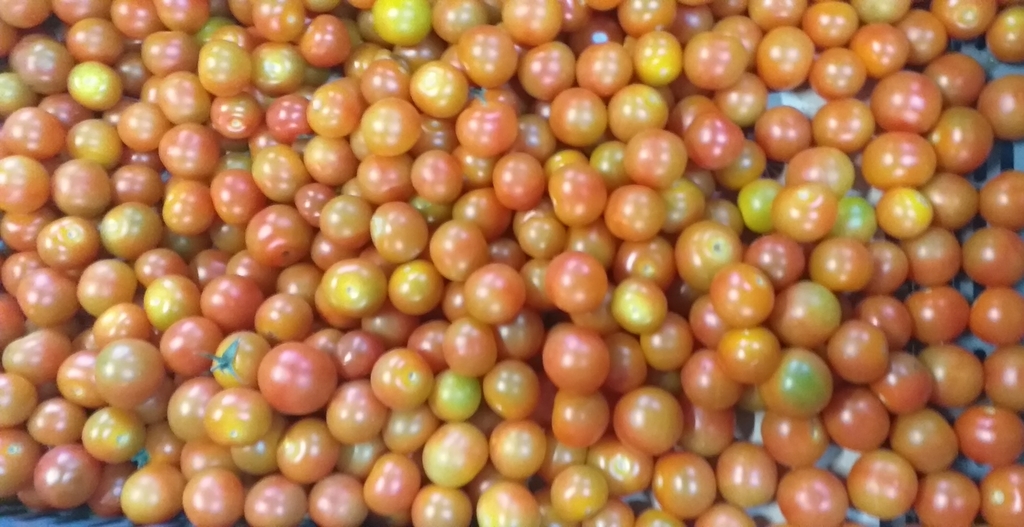 Tomate cherry