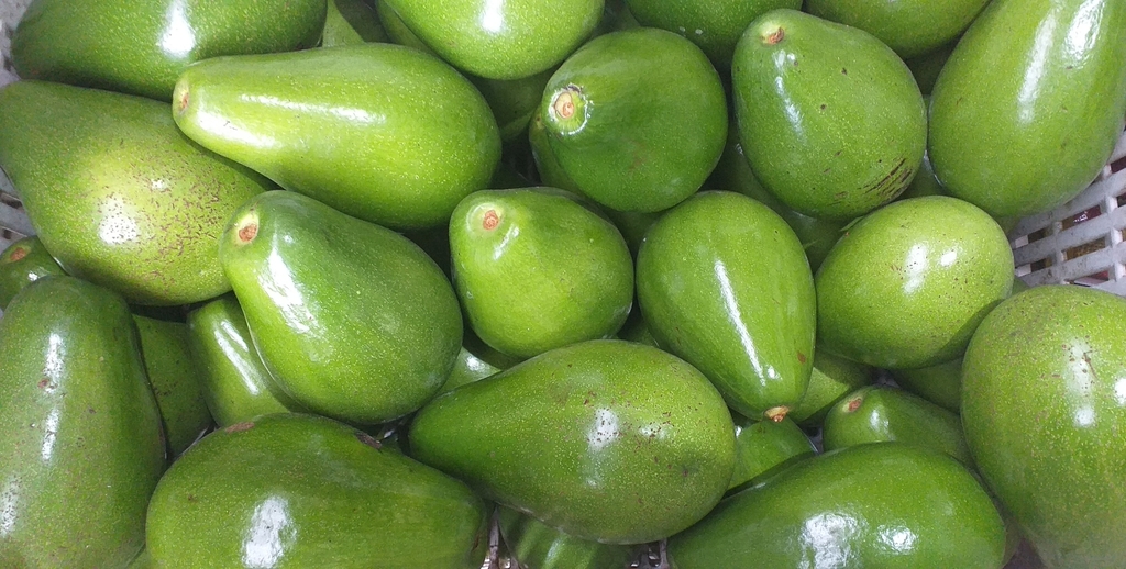 Aguacate papelillo