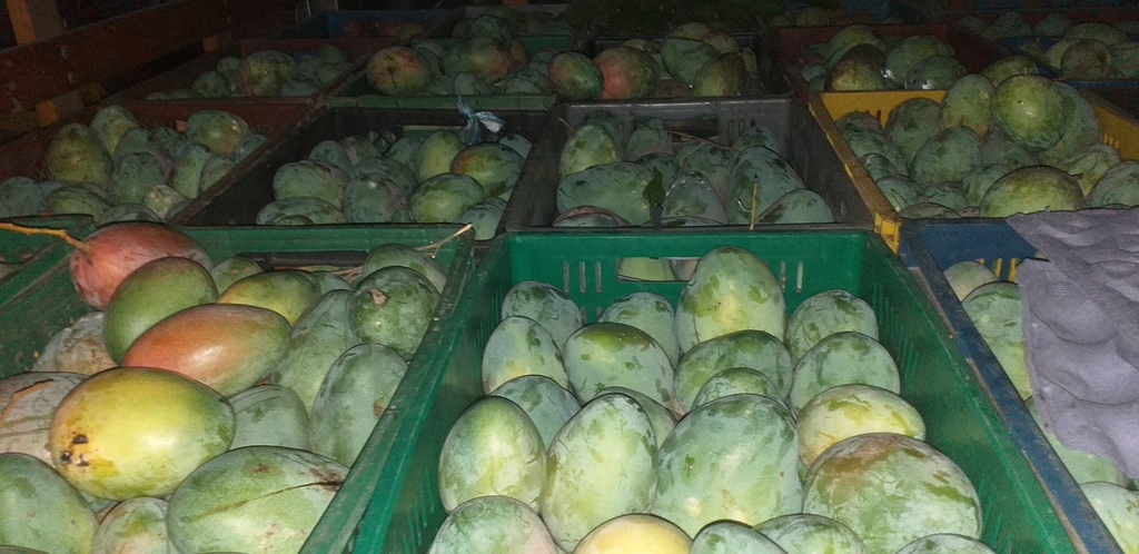 Mango farchi