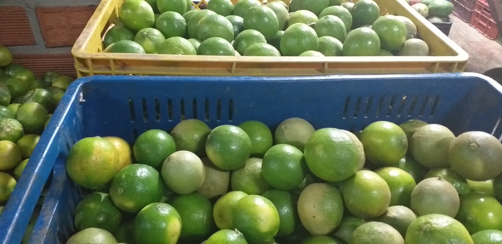 Limon tahiti