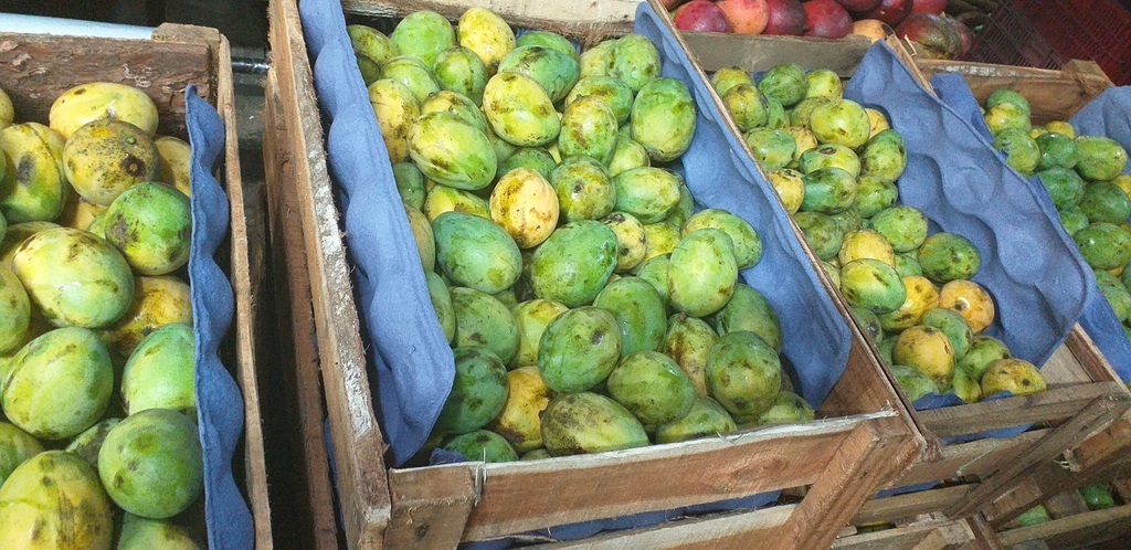 Mango criollo