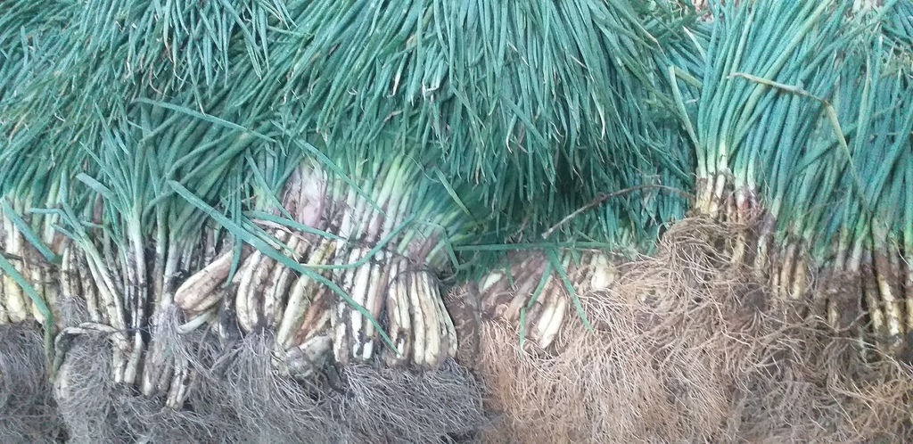 Cebolla de rama