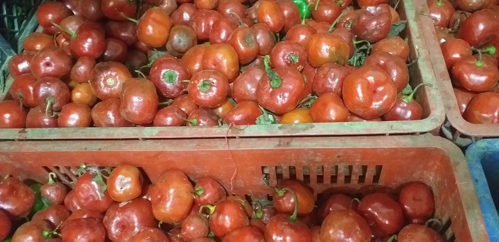 Rocoto