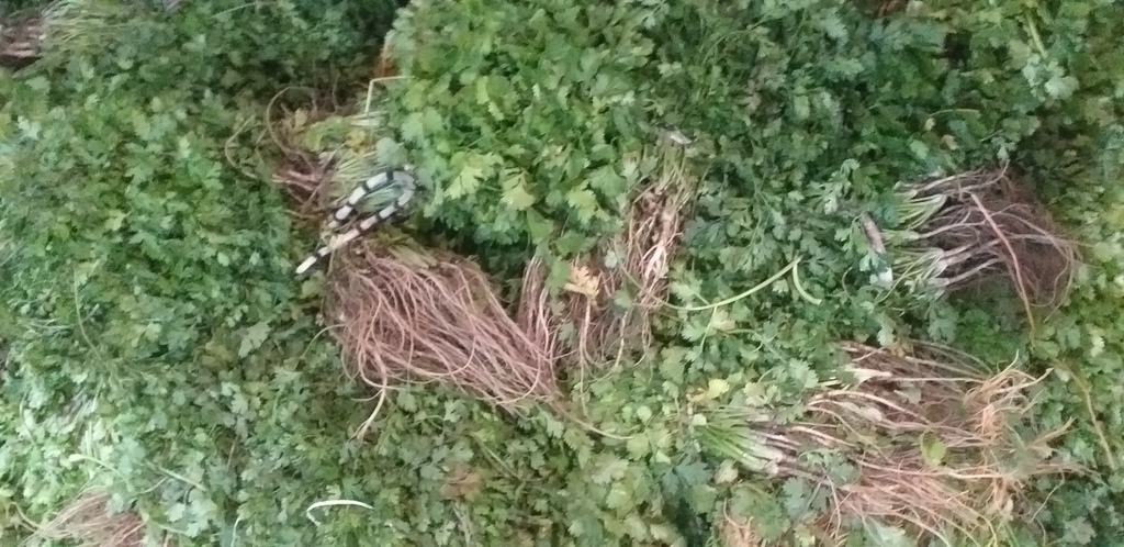 Cilantro