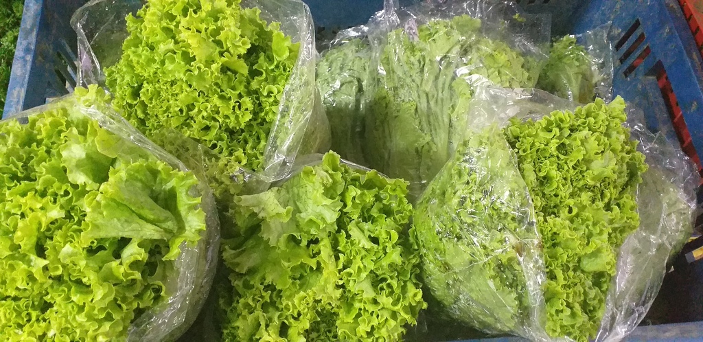 Lechuga crespa