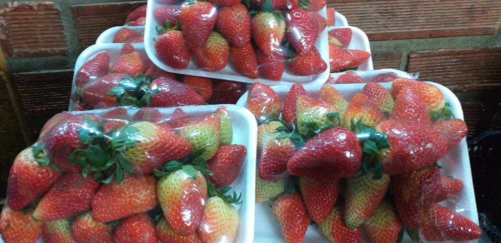 Fresa gruesa en bandeja