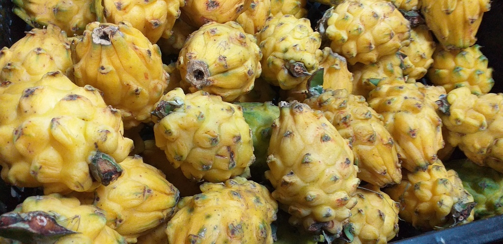 Pitahaya
