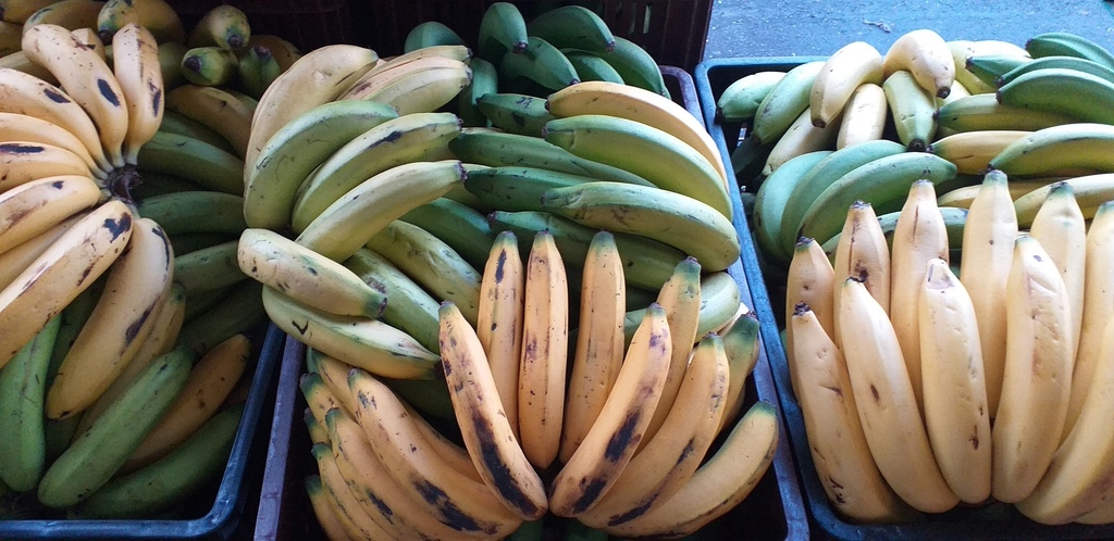 Banano criollo