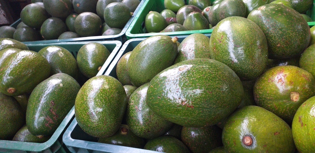 Aguacate choquette