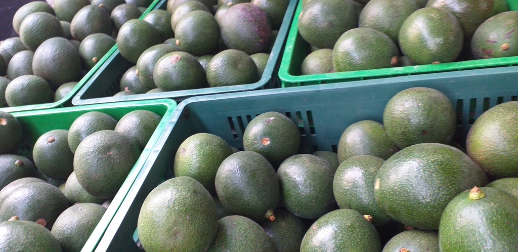 Aguacate reed