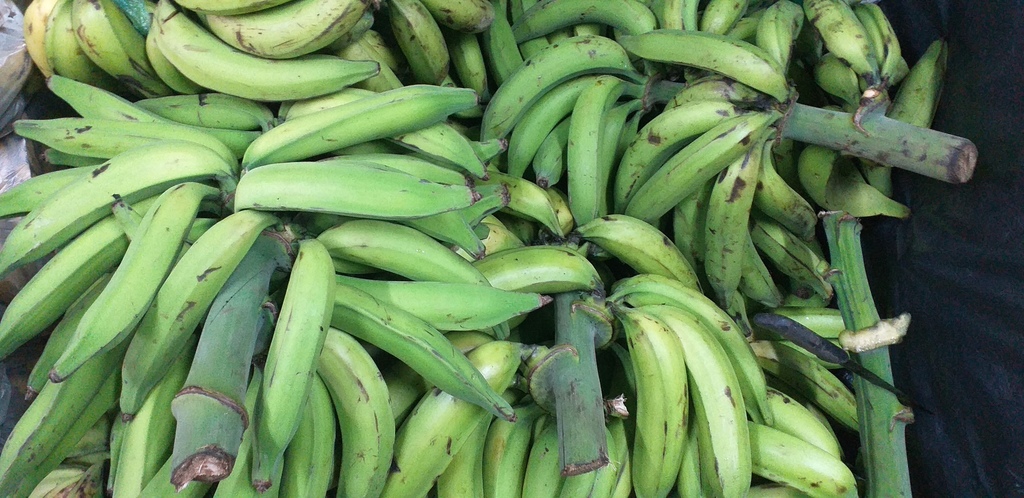 Platano verde harton