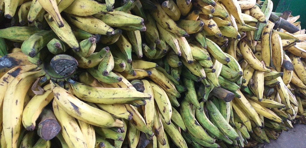 Platano maduro