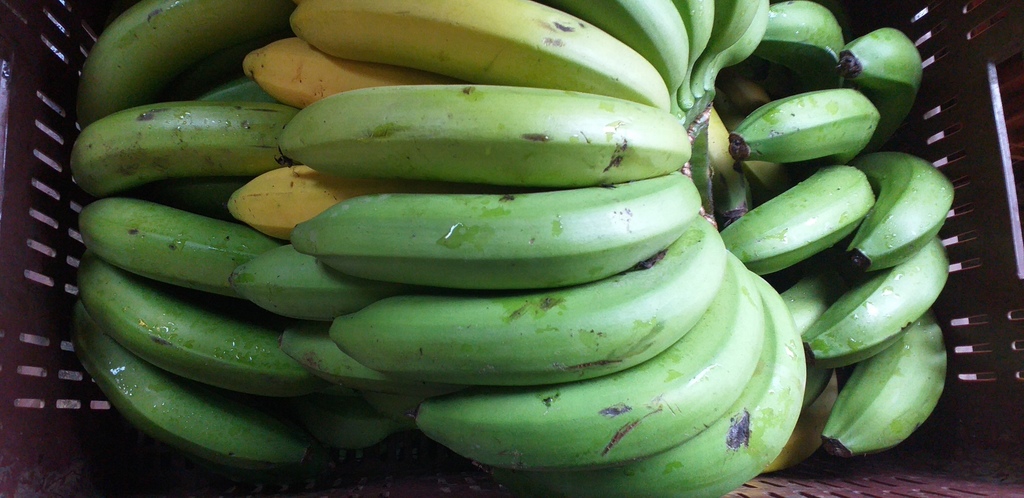 Banano criollo
