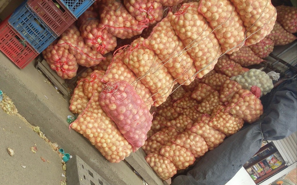 Cebolla cabezona