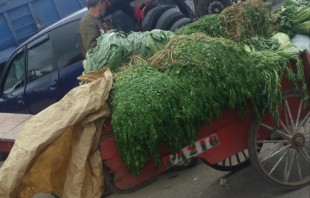 Cilantro