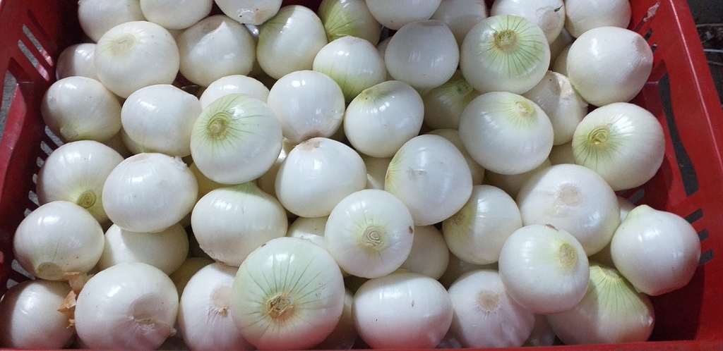 Cebolla blanca pelada