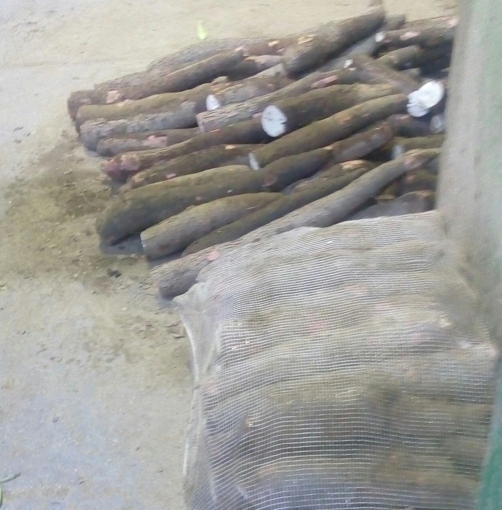 Yuca