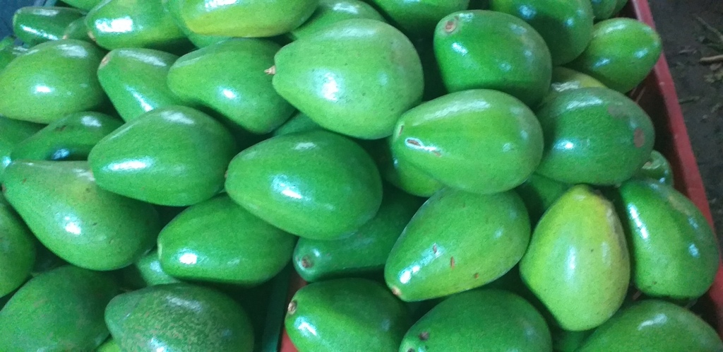 Aguacate papelillo