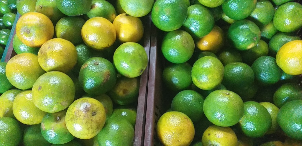 Naranja valencia