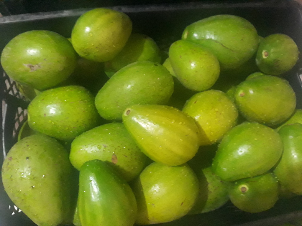 Aguacate papelillo