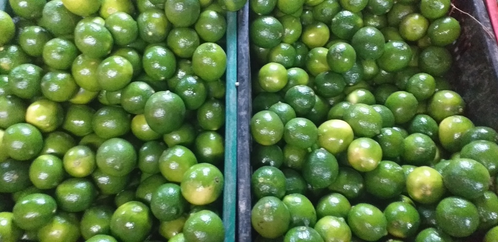 Limon tahiti
