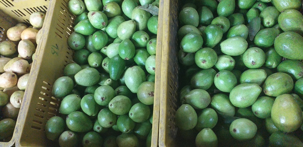 Guayaba pera