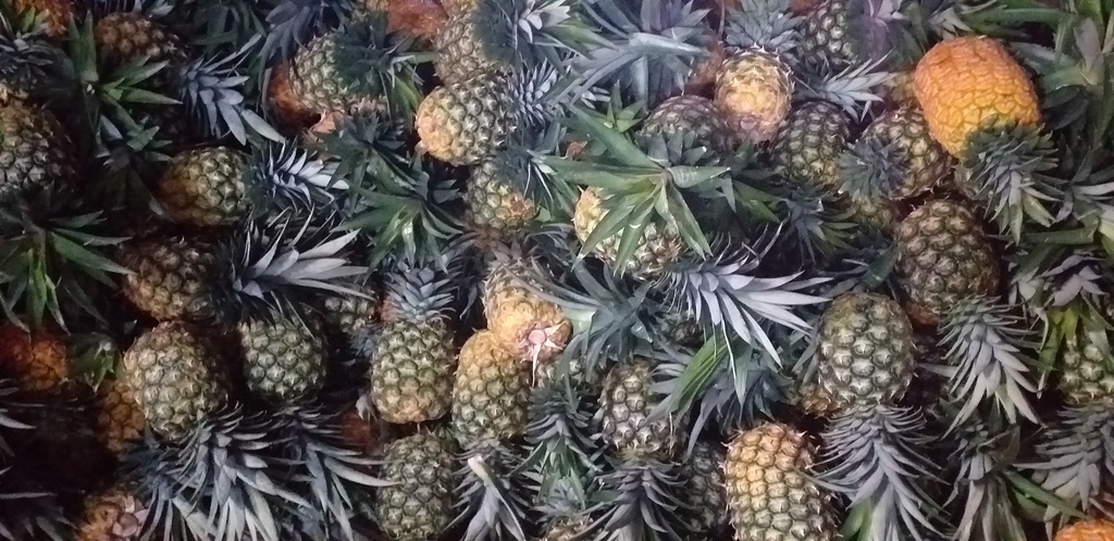 Piña oromiel