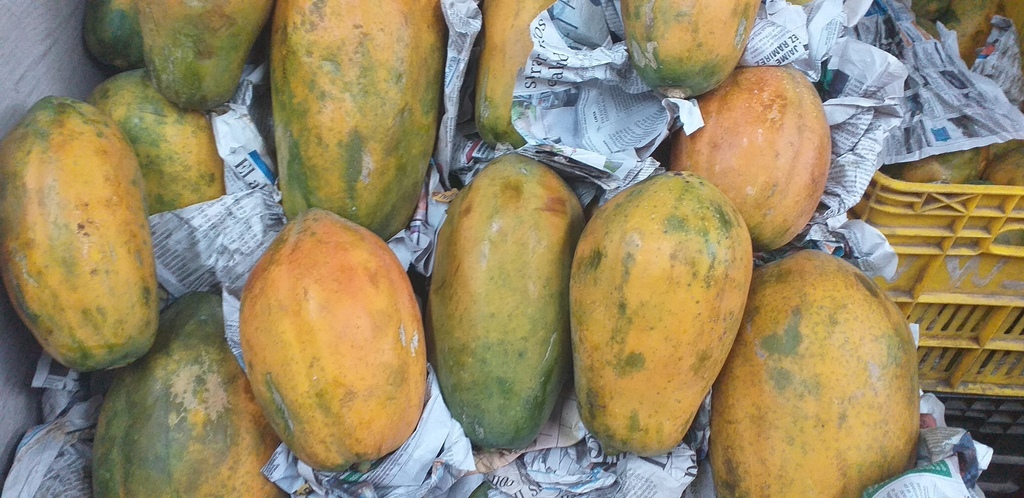 Papaya tainung