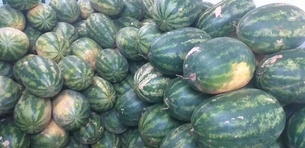 Sandia gruesa