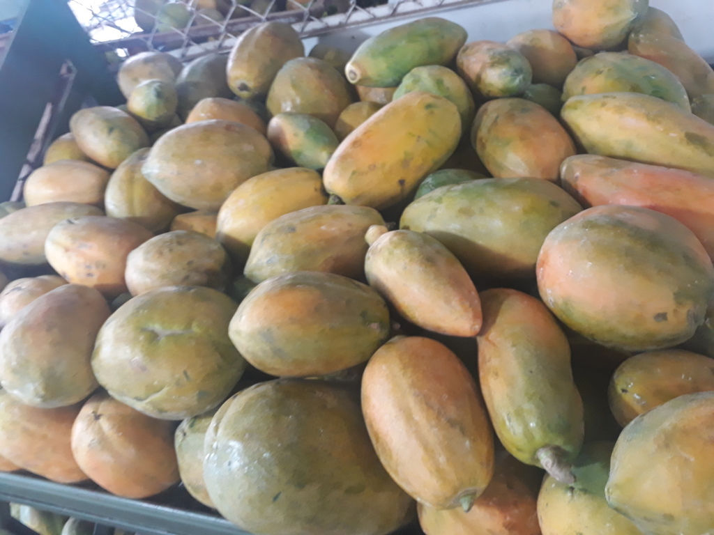Papaya