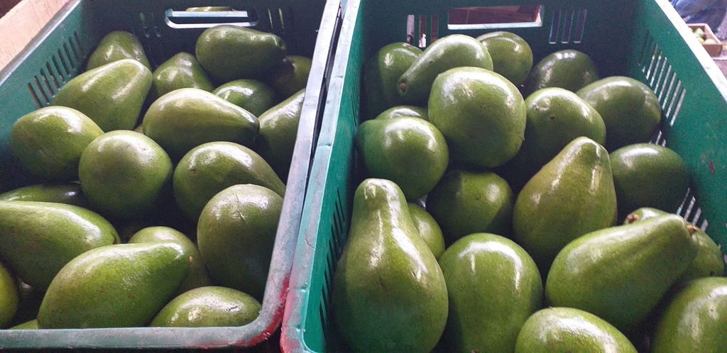 Aguacate papelillo