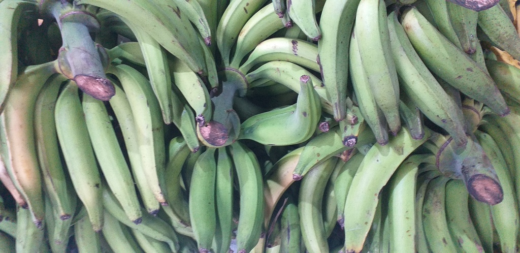 Platano verde harton