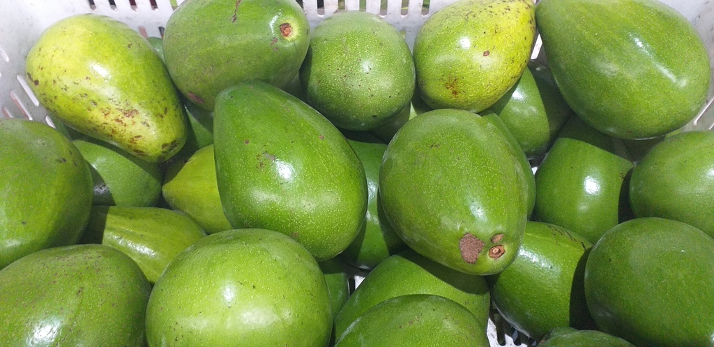 Aguacate papelillo