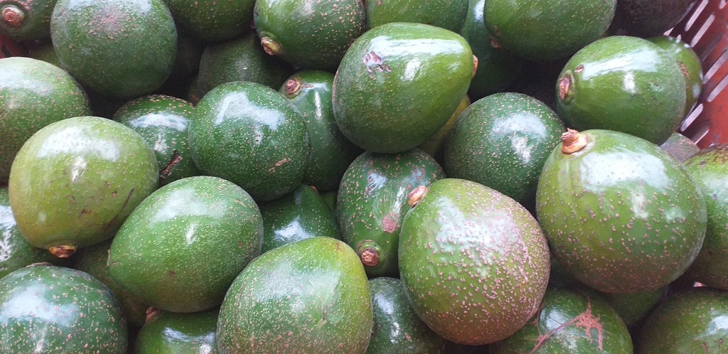Aguacate colin reed