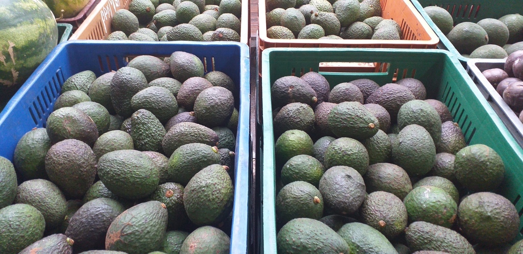 Aguacate hass