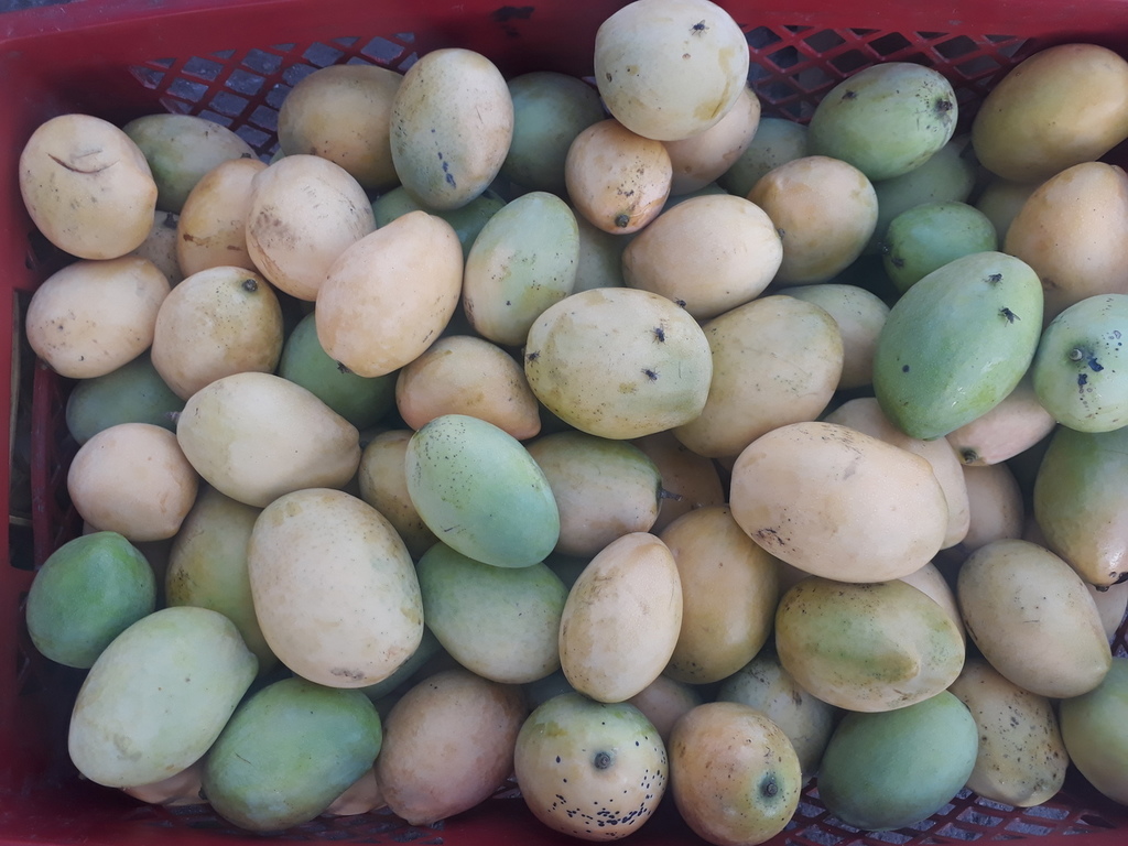 Mango cereza