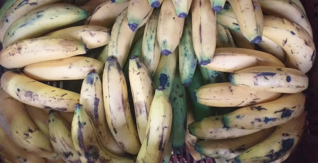 Banano criollo