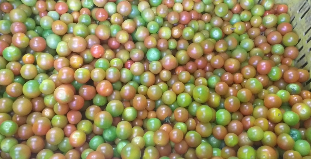 Tomate cherry