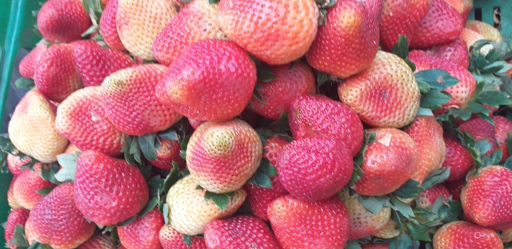 Fresas de 1ra