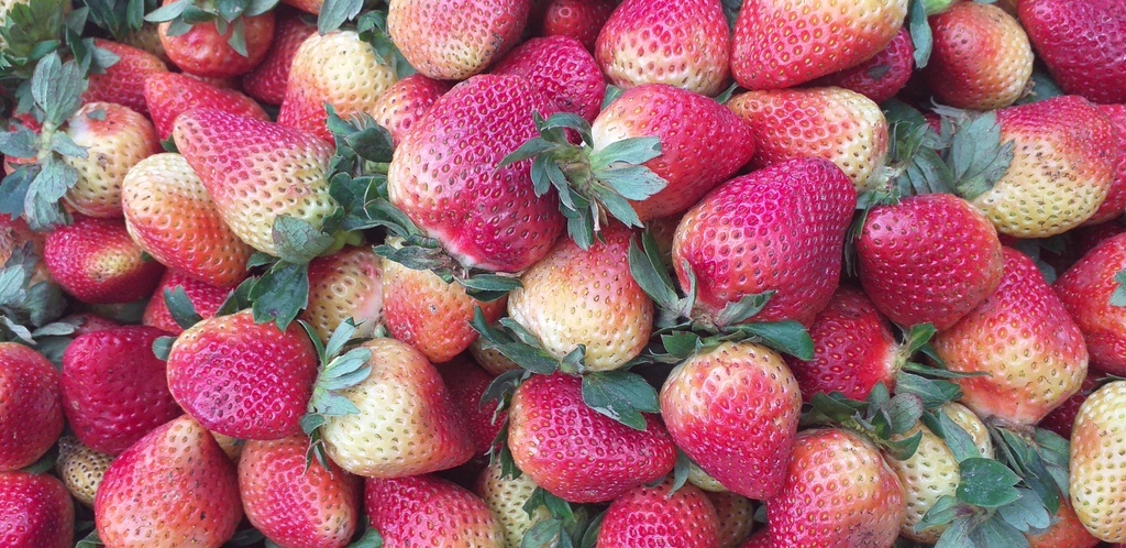 Fresas de 2da