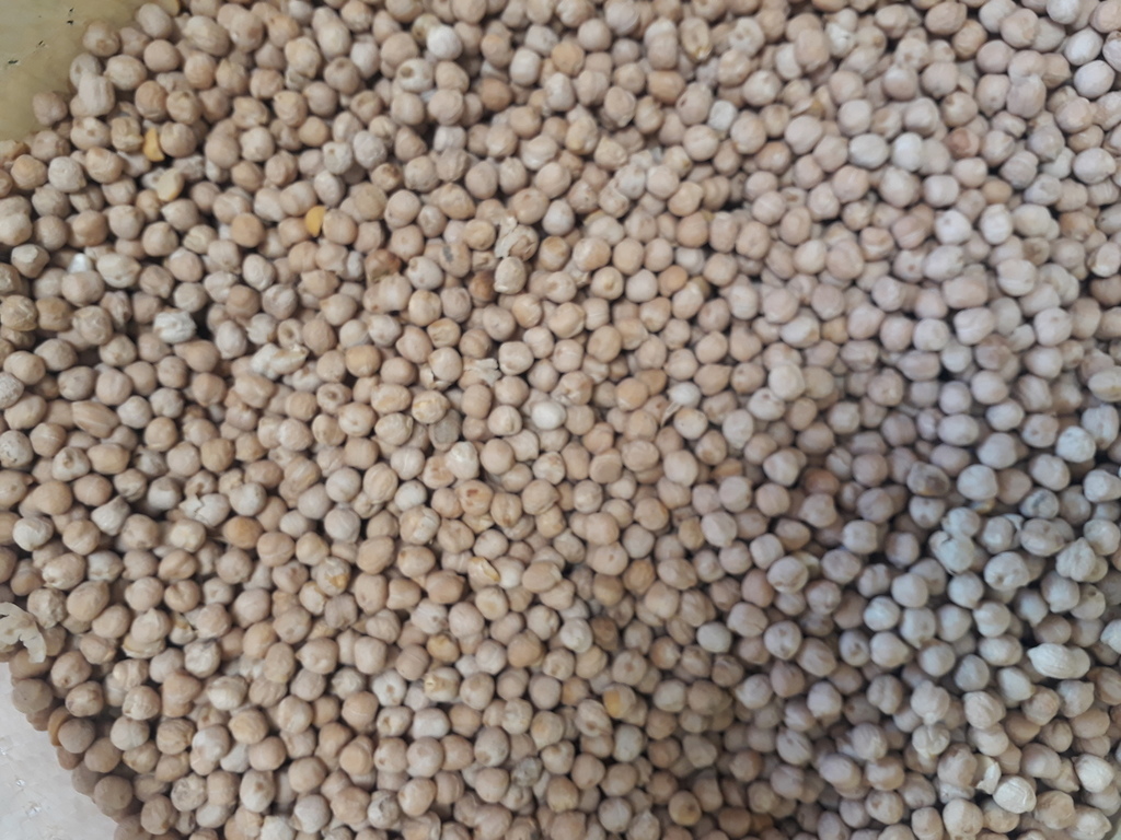 Garbanzo