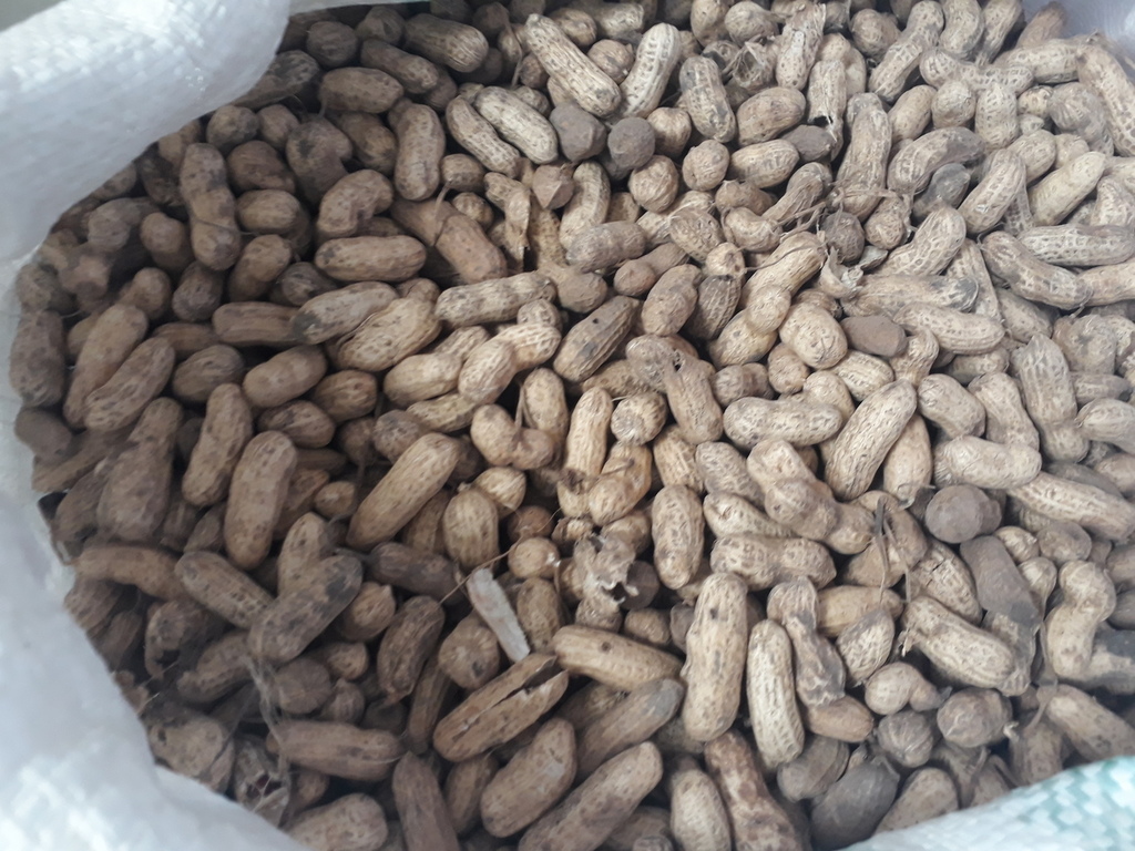 Cacaguate