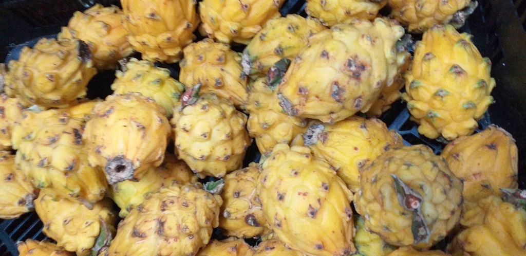 Pitahaya